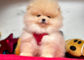 Safkan Pomeranian Boo Bebekler